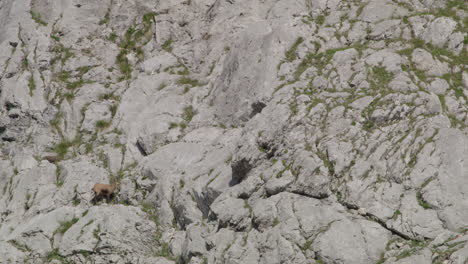 Manada-De-Gamuzas-En-Busca-De-Comida-En-Las-Montañas-Rocosas-Y-Nevadas