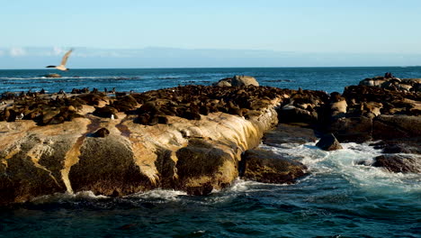 enorme colonia de lobos marinos del cabo tomando el sol de la mañana en las rocas, isla foca