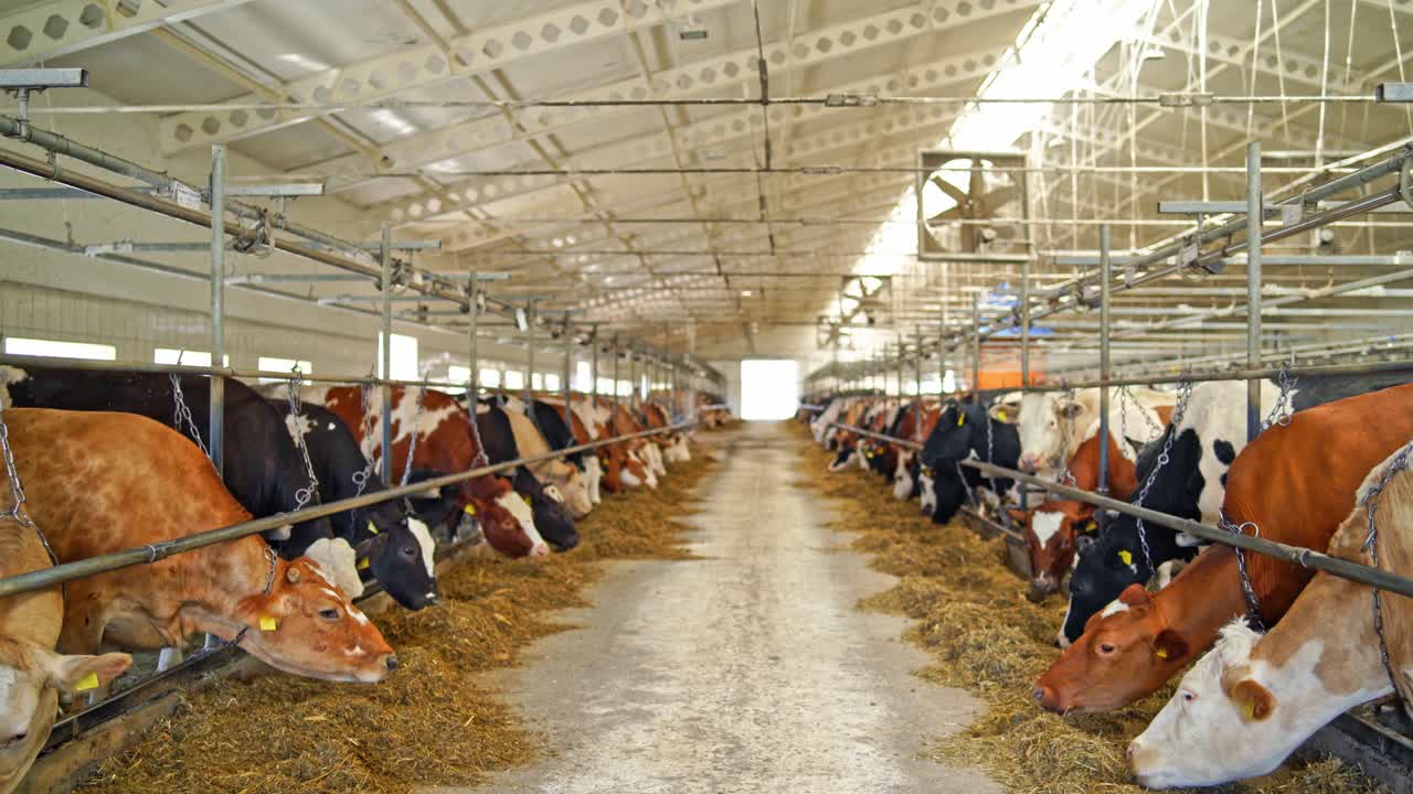 Interior of a modern farm with cows. Two row of dairy cows eating hay in a cowshed. Concept ecology, bio products.