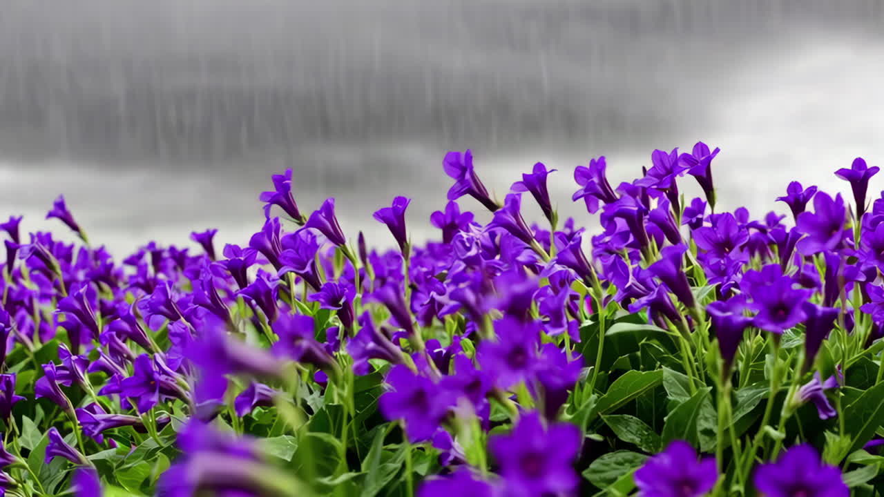 정원의 보라색 꽃