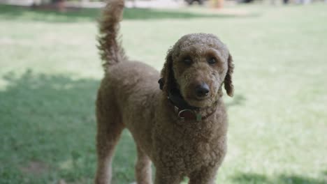 Poodle-Dog-Licking-Lips-Looking-at-Camera-Rotating-Around-Him