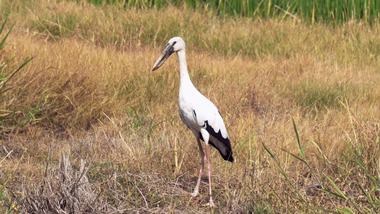 먹이를 찾는 동안 습지 습지에서 는 아시아 스빌은 발로 땅을 는다.