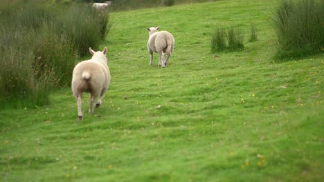 Un-Grupo-De-Ovejas-Se-Paró-En-Un-Campo-Verde