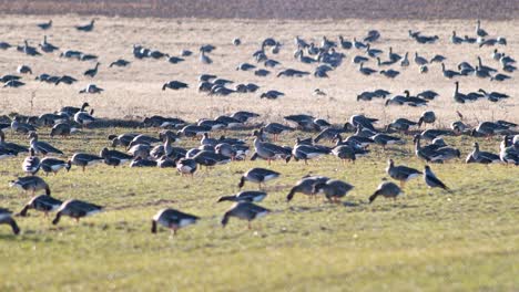 a large flock of white-fronted geese albifrons on winter wheat field during spring migration