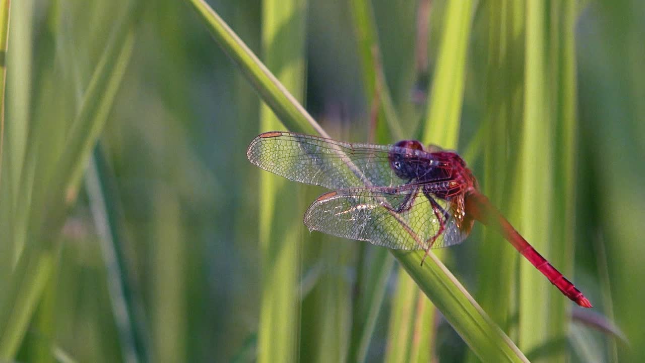 llamativa libélula roja relajándose en los pastos largos