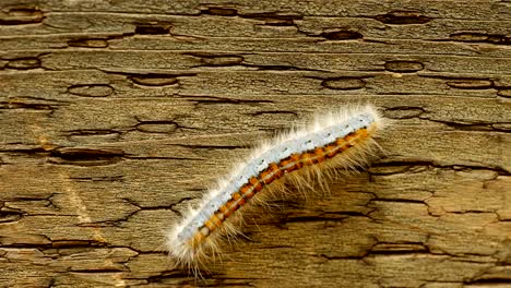 extreme macro close up and extreme slow motion of a western tent caterpillar moth walking on a wood railing and you can see the detail on his back