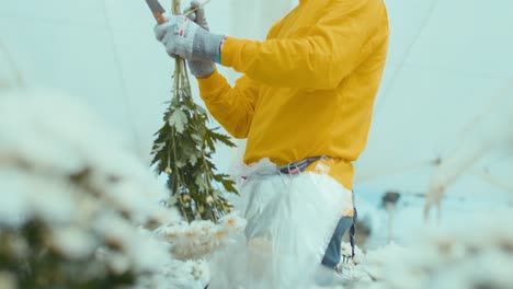 florist with a yellow shirt assembling bouquets of daisies and flowers and covering them with cellophane or plastic