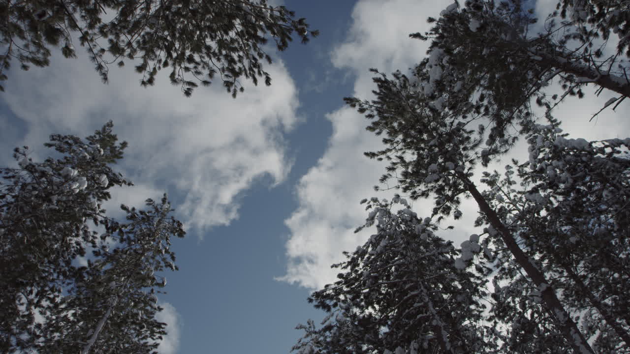 Looking up at clouds pass by snow covered pine trees on a winter day.