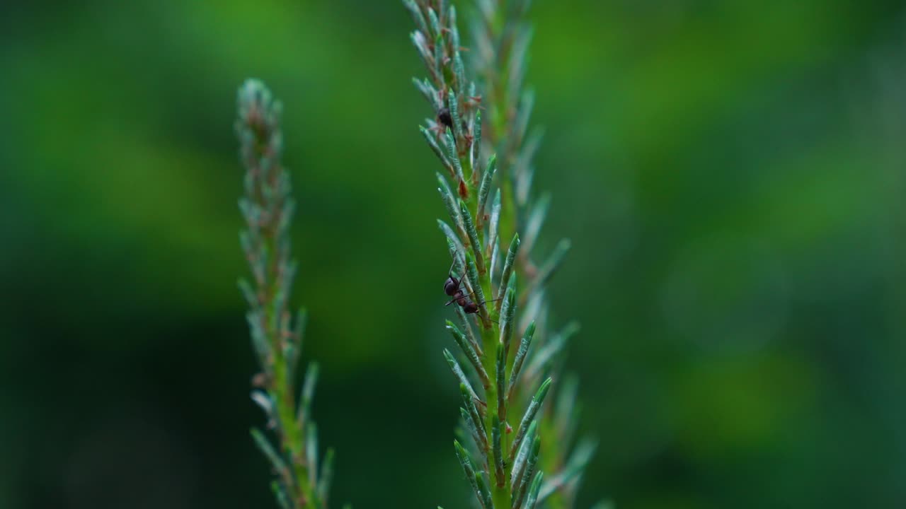 tiro macro de rama de abeto verde y hormiga rastrera en el bosque