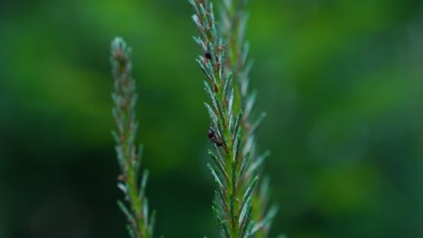 macro shot of green fir branch and crawling ant in forest