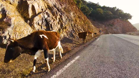 cows by the side of the road on top of the mountains