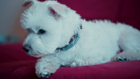 white maltese dog sitting on the red couch close up