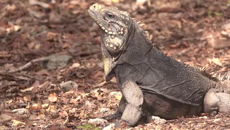 Una-Iguana-Cubana-Se-Sienta-En-El-Suelo-Del-Bosque-Mirando-A-Su-Alrededor.