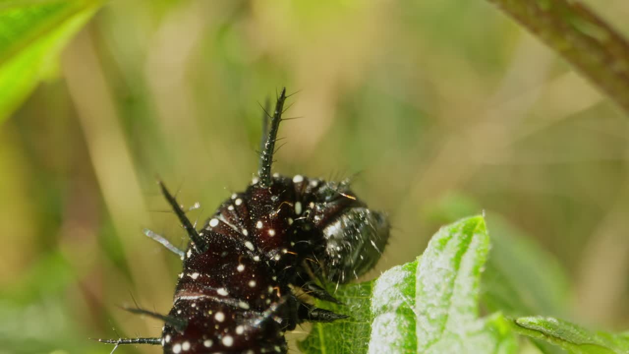 Caterpillar grips stem while feeding on top of leaf in sunlit habitat, detailed macro close up