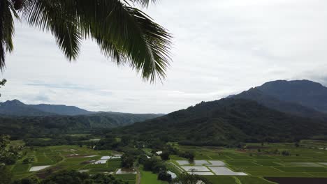 4k-Hawaii-Kauai-Schneller-Schwenk-Von-Links-Nach-Rechts-Hawaiianische-Felder-Und-Berge-Mit-Kokosnussbaum-Im-Vordergrund