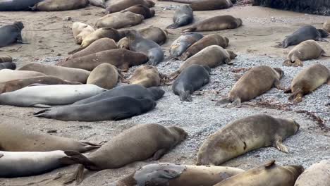 Filmische-Nahaufnahme-Und-Dröhnende-Aufnahme-Einer-Großen-Kolonie-Nördlicher-Seeelefanten-In-Piedras-Blancas-An-Der-Kalifornischen-Zentralküste