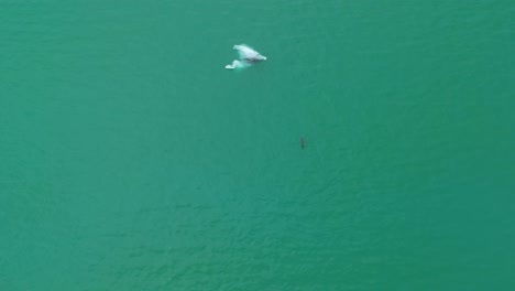 vista aérea de un cuerpo de agua fría con un glaciar y una foca nadando en el agua de un lago de hielo