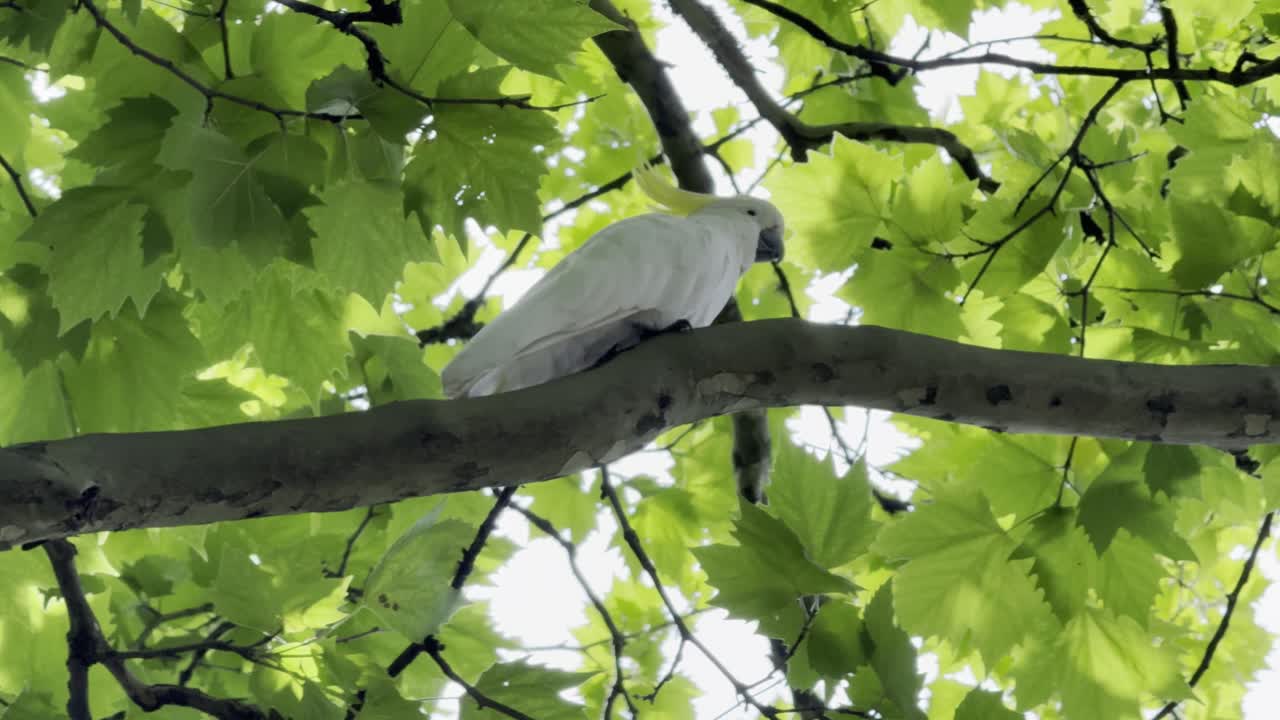 Kakadu żółtoczuba siedząca na gałęzi drzewa, prezentująca swój jaskrawożółty czub i białe upierzenie. Scena ukazuje ptaka w spokojnym, naturalnym środowisku przy łagodnym świetle dziennym.