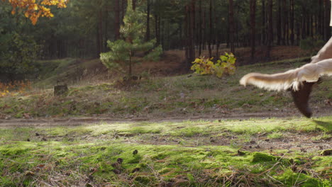 an owner with a dog walks along a path in a picturesque forest. beautiful cinematic light before sunset. walking with your pet in the forest and active lifestyle