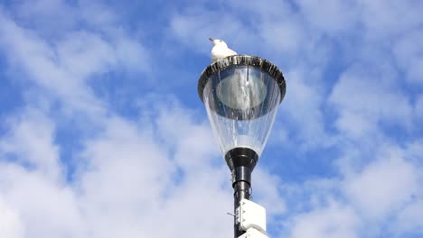 seagull under alert near corrib river in claddagh, galway, looking 360 degrees