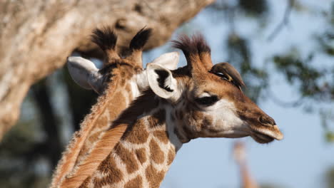 Red-billed-Oxpecker-Bird-On-Northern-Giraffe's-Head-In-Sunlight