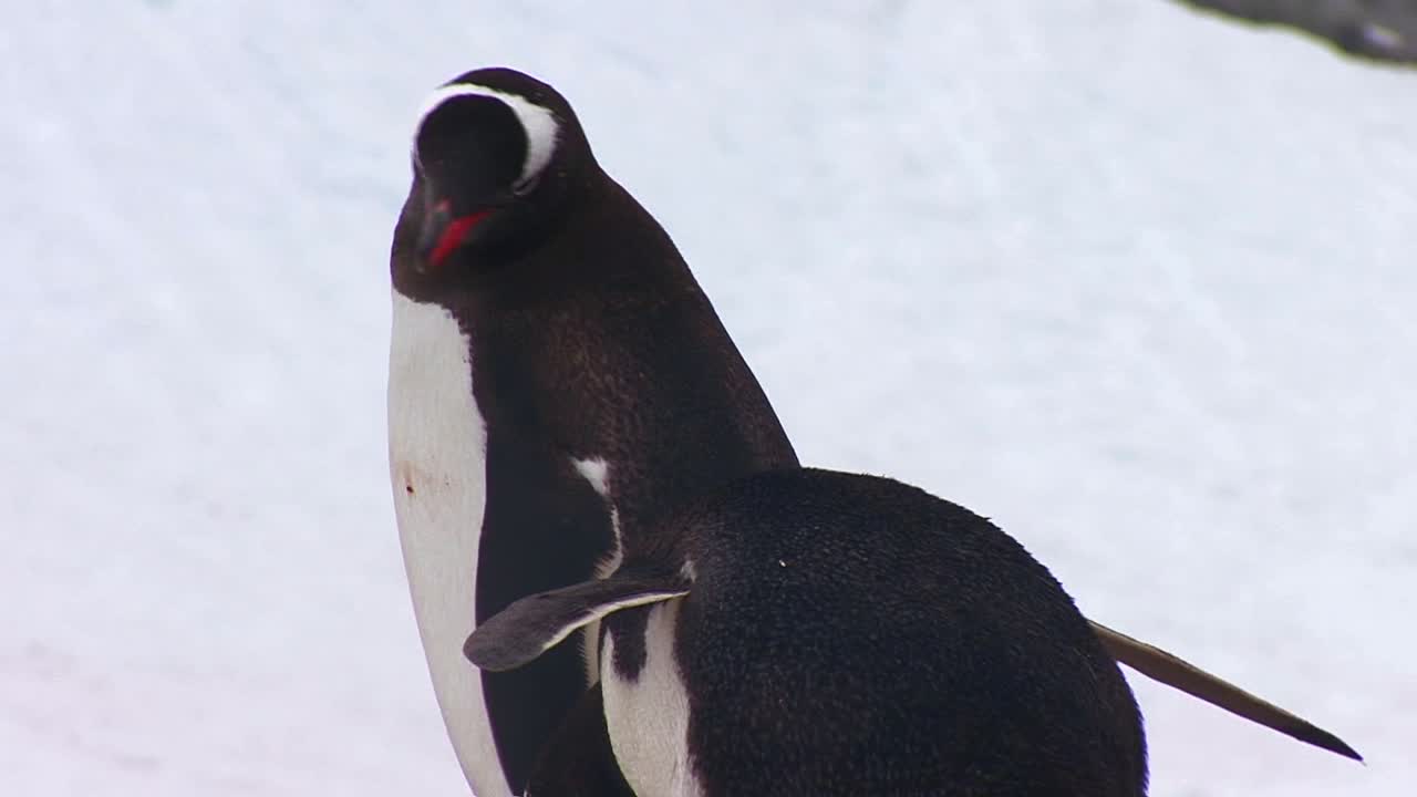 pingüinos apilan rocas con sus picos para construir nidos en la antártida