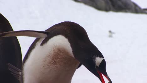 penguins pile rocks with their beaks to build nests in antarctica