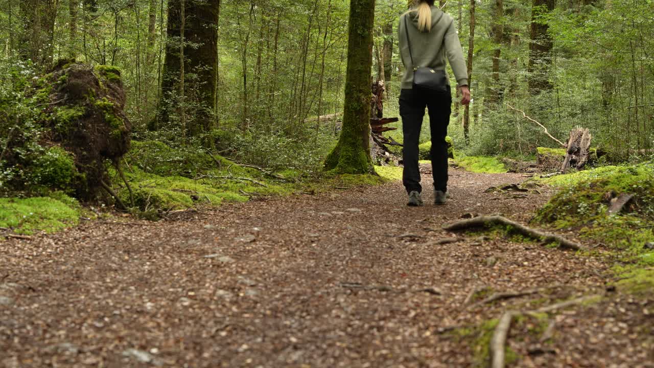 una mujer excursionista caminando sola en un bosque de laurel en nueva zelanda