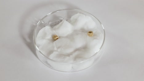 a scientist places seeds in a petri dish with cotton wool, demonstrating a controlled growth experiment under bright lighting
