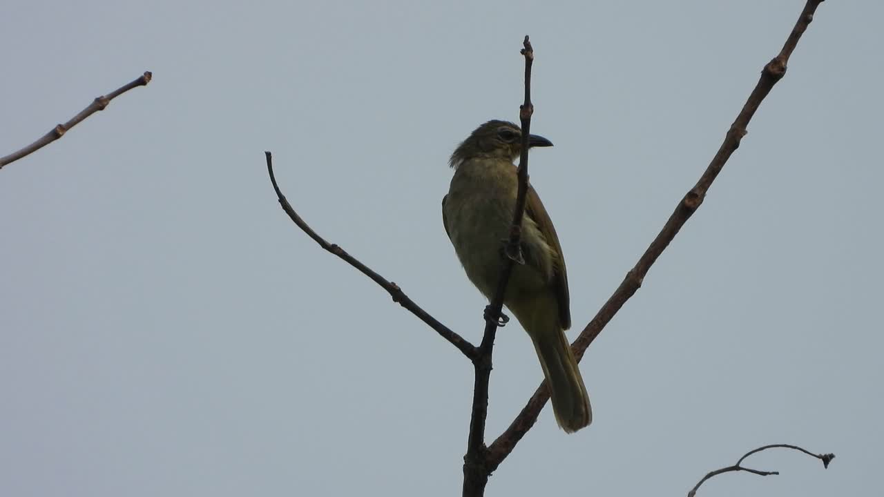 bulbul de ceja blanca en el árbol