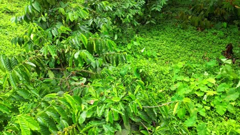 Volando-Sobre-Cafetos-Con-Los-árboles-Cargados-De-Coloridos-Granos-De-Café-En-São-Tomé-Y-Príncipe,-África