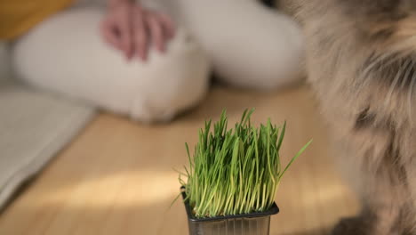 close of of a domestic grey cat sniffing and licking catnip while on blurred background woman sitting on floor