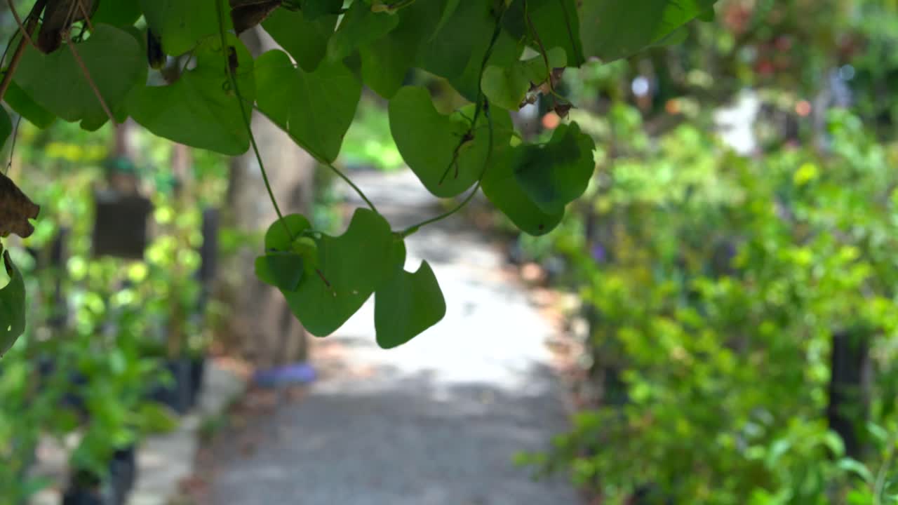 Pathway in botanic garden Tilt shot of pathway