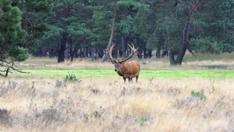 gran ciervo macho pastando con astas descubiertas durante la rutina