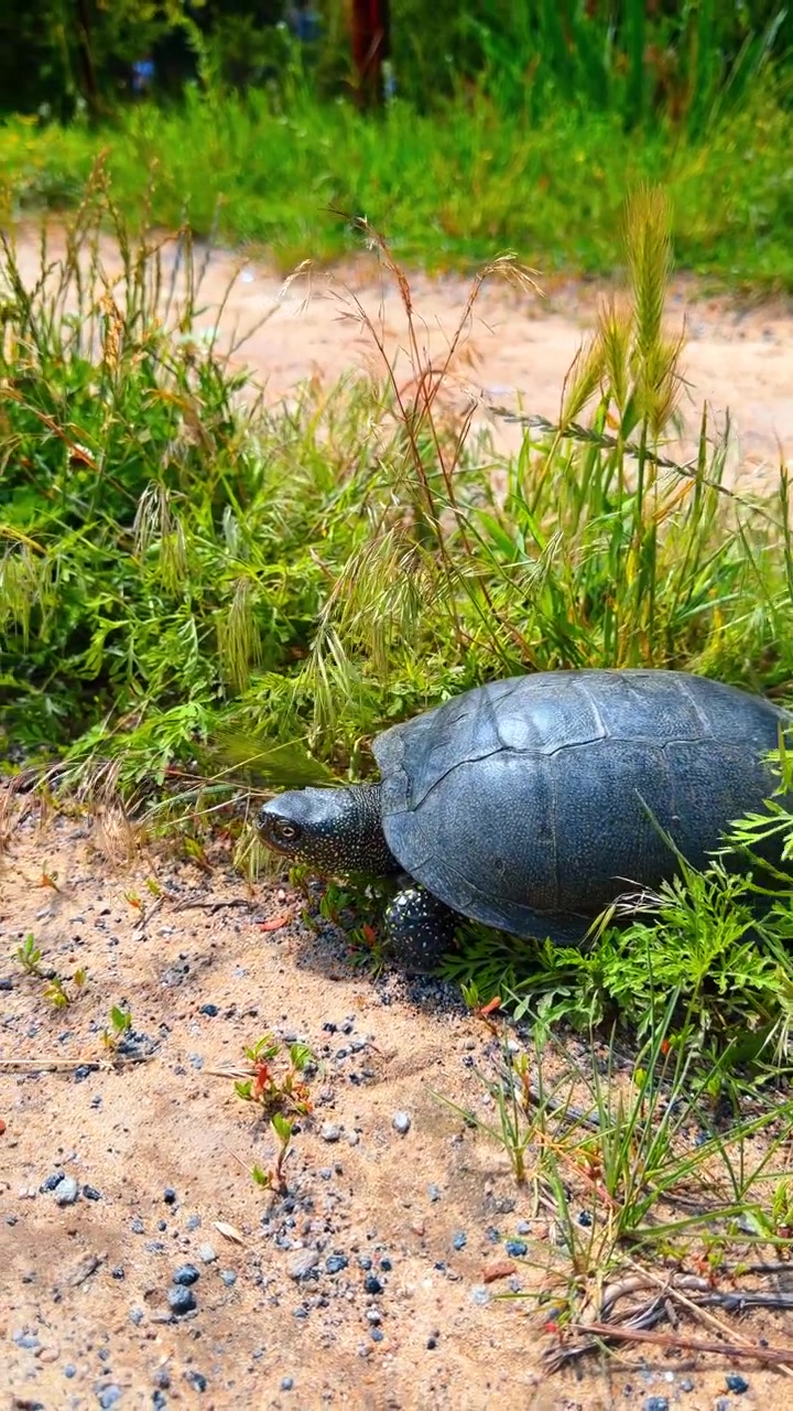 Turtle moves in sunny grass. A turtle crawls slowly through green grass near a path. The sun shines on the scene and plants surround the area.