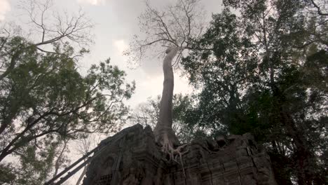 Majestic-old-trees-and-roots-overgrowing-ruins-of-Angkor-Wat-temple,-Cambodia