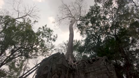 majestic old trees and roots overgrowing ruins of angkor wat temple, cambodia