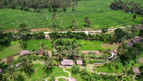 Antena-De-Exuberantes-Campos-De-Arroz-Verde-En-Una-Colina-En-Ubud-Bali-Indonesia-En-Un-Soleado-Día-Tropical