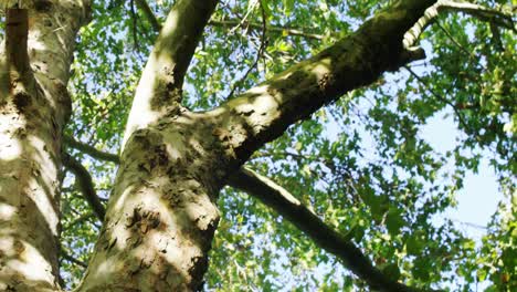 upward view of huge tree in garden