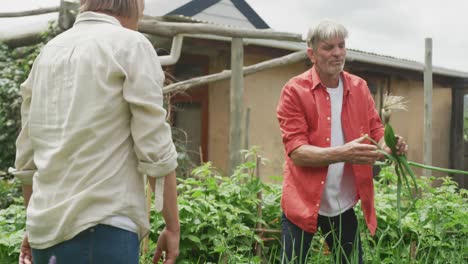 smiling senior caucasian couple harvesting and working together in garden