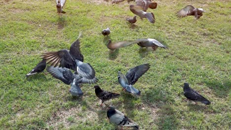 palomas en un campo de hierba