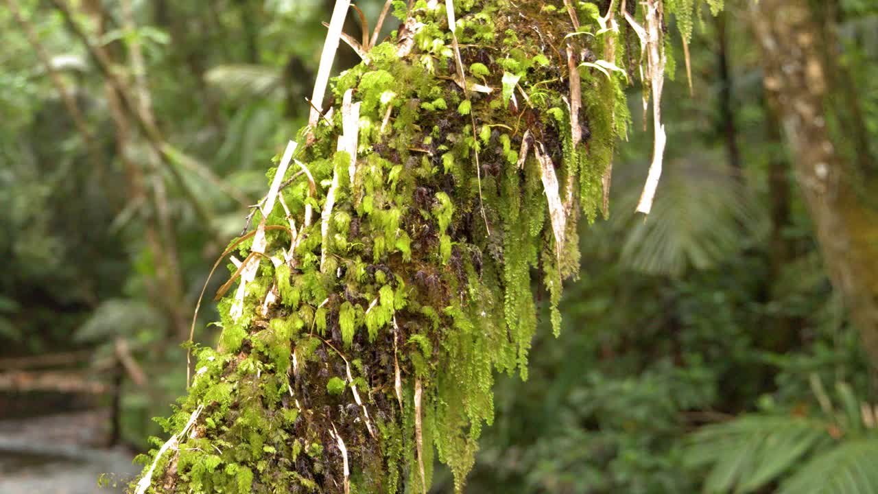 Potret close-up lumut dan pakis hijau cerah di batang pohon di hutan tropis