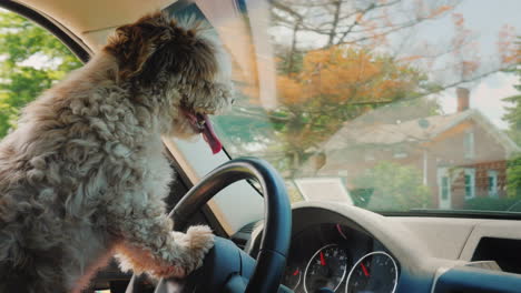 a focused dog driver driving a car drives through the us suburbs