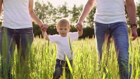 the concept of a happy family. close-up of a family of three people walking in a field with spikelets of wheat close-up of a boy