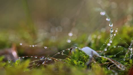 Abstrakter,-Verschwommener-Hintergrund-Des-Sommerregens-Im-Sonnigen-Wald,-Nahaufnahme.-Naturhintergrund.