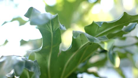 close up of plant with green leaves on sunny day, slow motion