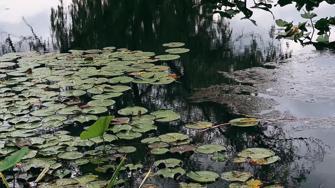 수련이 있는 연못
