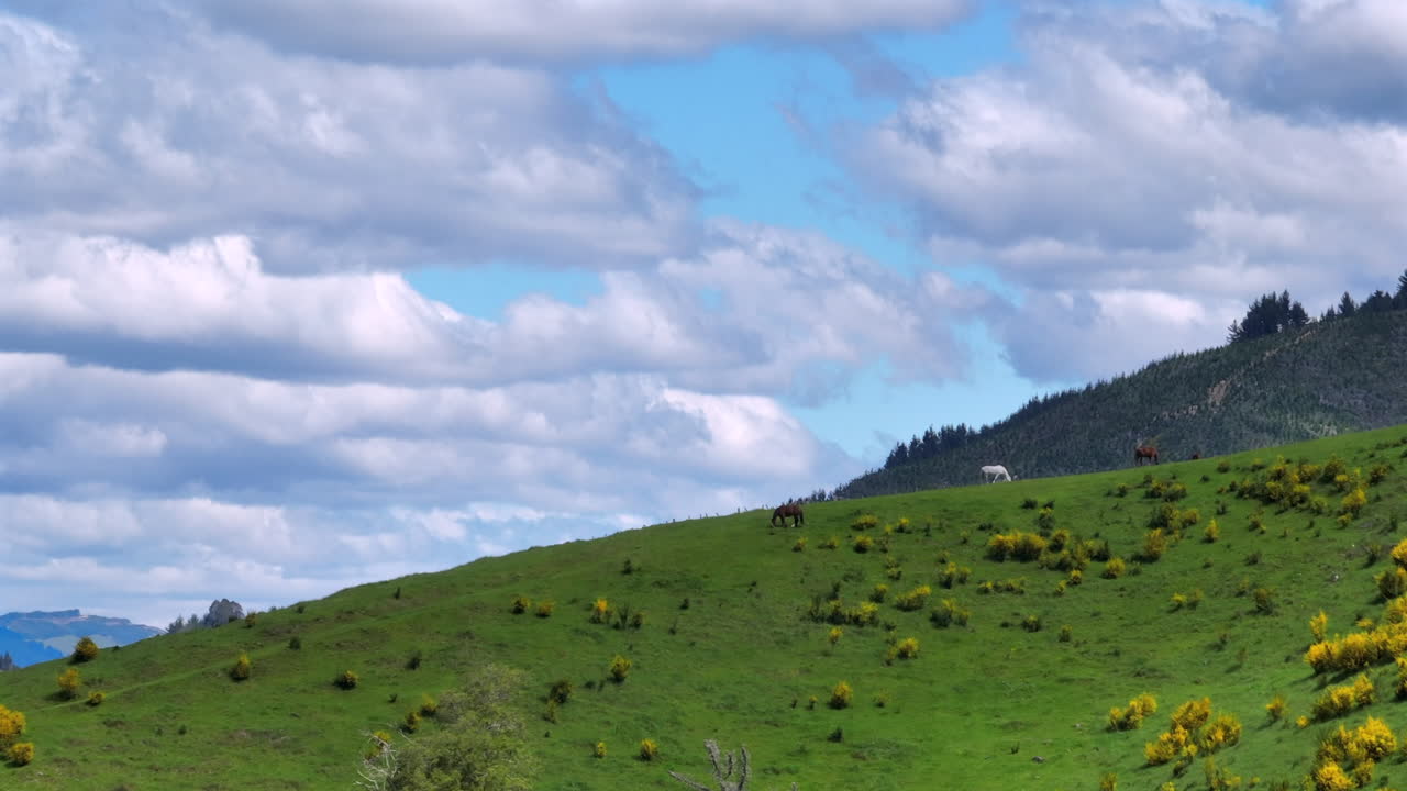 Captivating aerial drone shot capturing multiple horses grazing peacefully on a large hill with a stunning panoramic view of the Motueka Valley in New Zealand