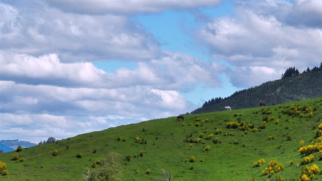 captivating aerial drone shot capturing multiple horses grazing peacefully on a large hill with a stunning panoramic view of the motueka valley in new zealand