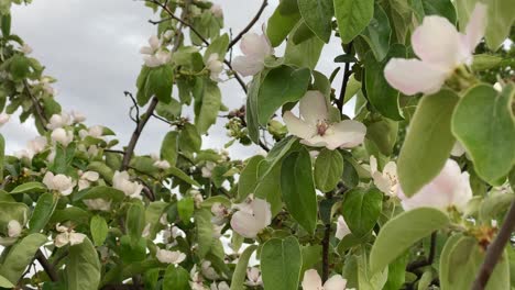 Quince-flowers-close-up,-quince-during-the-flowering-period,-blossom